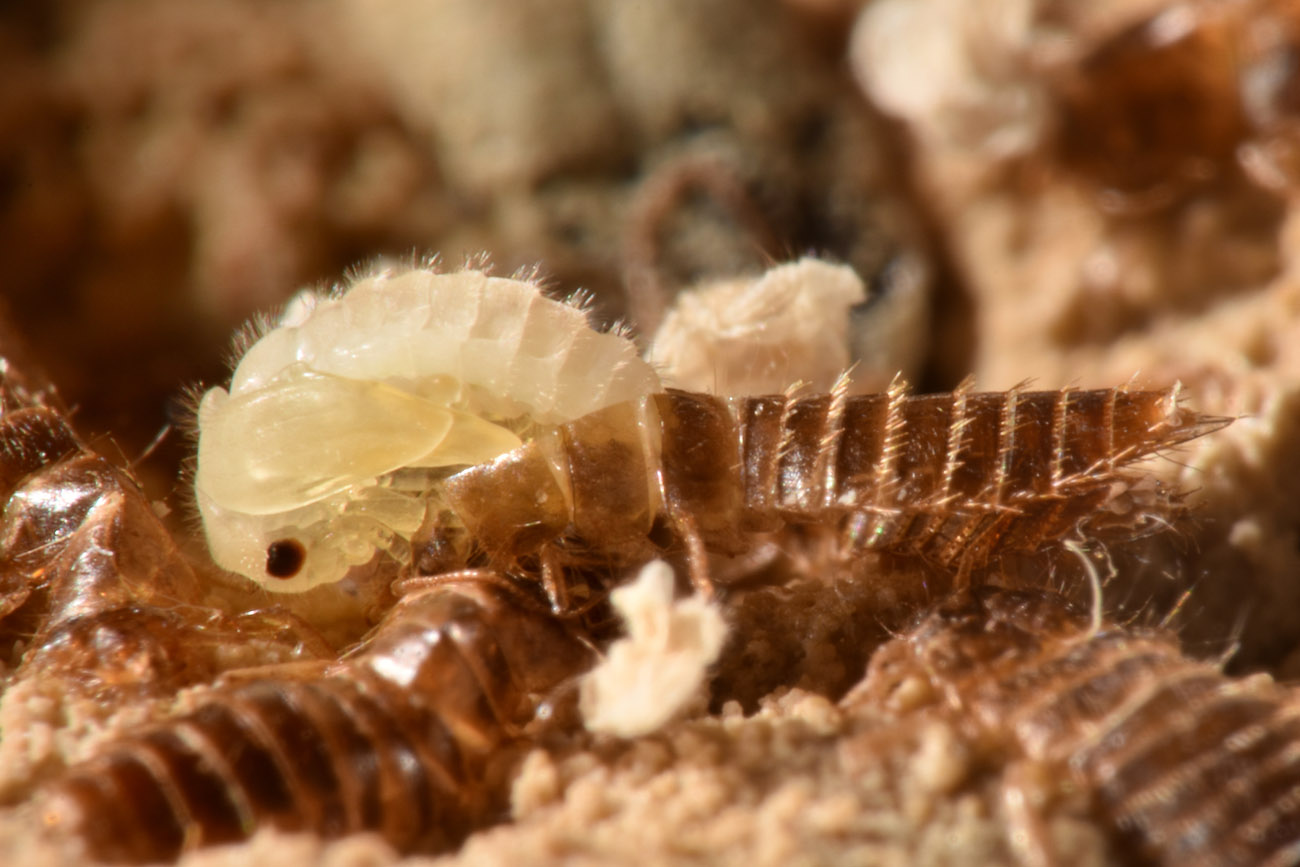 Scirtidae: Hydrocyphon sp. opp. Cyphon sp. con exuvie
